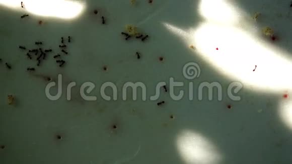 黑园蚂蚁Lasiusniger与肉类和面包碎屑视频的预览图