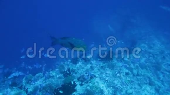 马尔代夫甜唇鱼Plectorhinchus在海底附近游泳视频的预览图
