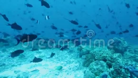 马尔代夫许多红齿三角鱼的背景视频的预览图