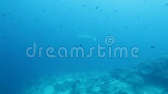 灰礁鲨鱼Carcharhinusamblyrhynchos马尔代夫视频的预览图