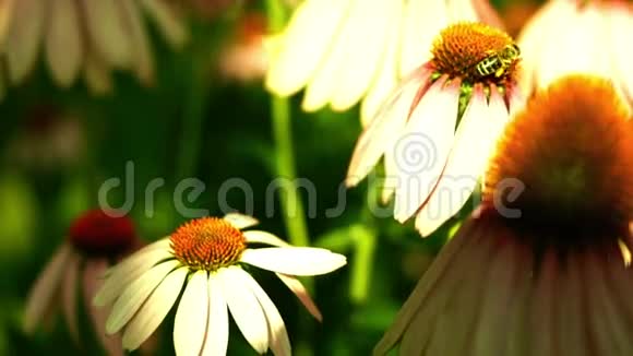 紫锥花蜜蜂肥紫锥菊视频的预览图