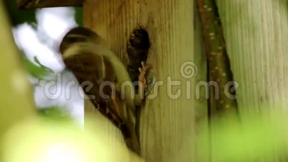 在荷兰布鲁曼喂养欧亚树麻雀视频的预览图