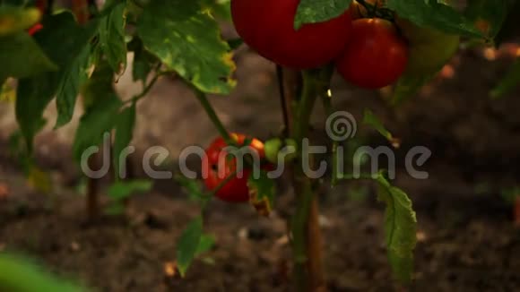 花园中的有机番茄倾斜第2版视频的预览图