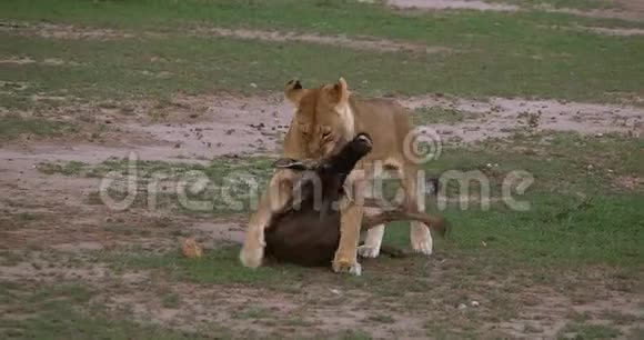 非洲狮子潘特雷拉狮子女性与杀戮一个狂野马赛马拉公园在肯尼亚视频的预览图