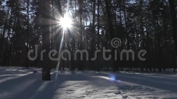 雪天冬天森林里的太阳野生动物的美妙景象视频的预览图