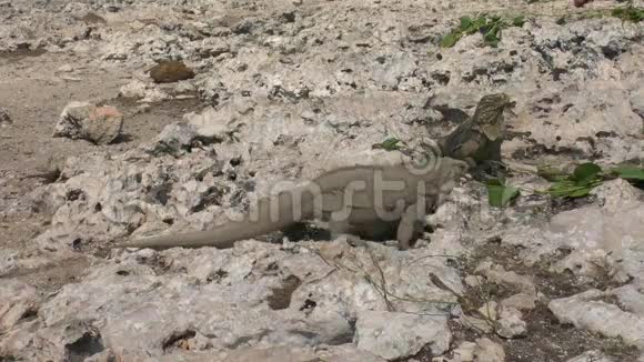 古巴野生岩鬣蜥CycluraNubila视频的预览图