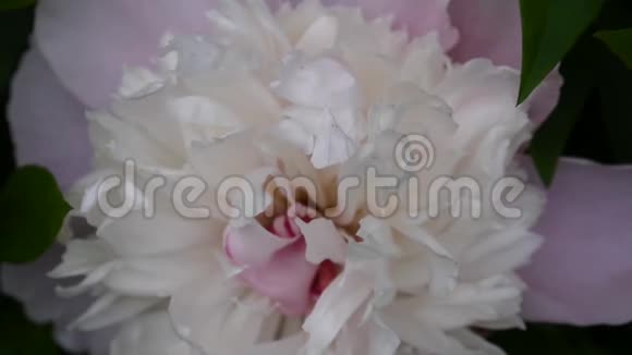粉红色的牡丹花紧贴在花坛上高清视频镜头静态摄像机视频的预览图