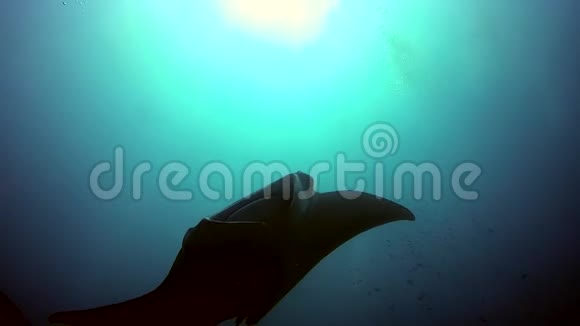 群曼塔雷放松在条纹鱼学校鱼海底在清澈的蓝色水视频的预览图