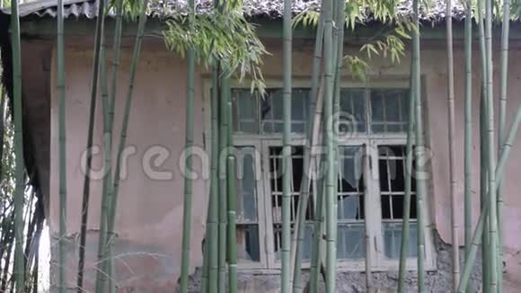 竹子中的废弃建筑视频的预览图
