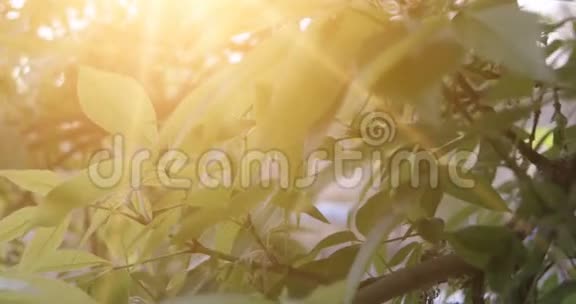 大自然绿木阳光镜头你好夏季概念视频的预览图