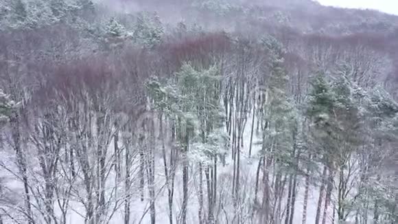 在降雪期间从冬季森林的空气中观看视频的预览图