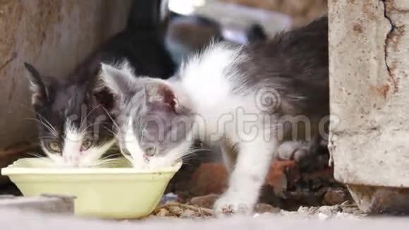 饥肠辘辘的流浪小猫从碗特写镜头里舀水镜头结束后集中注意力视频的预览图