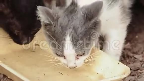 小猫在后院的地上用塑料板喝水视频的预览图