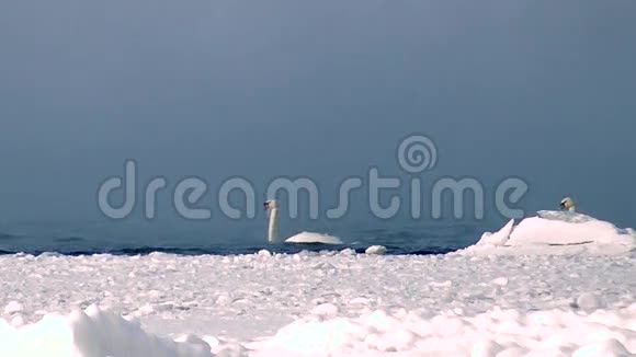 野生白天鹅在海洋的自然环境中视频的预览图