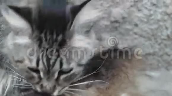 幼猫梳洗非常近景视频的预览图