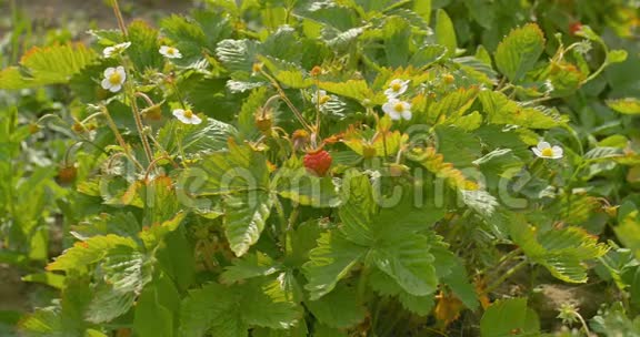 草莓园花园里生长的草莓灌木视频的预览图