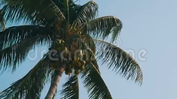 椰子棕榈树上有绿色椰子视频的预览图