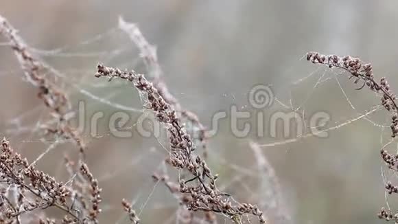 有蜘蛛蛛网的树枝视频的预览图