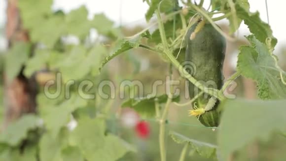 农民在蔬菜温室采摘黄瓜视频的预览图