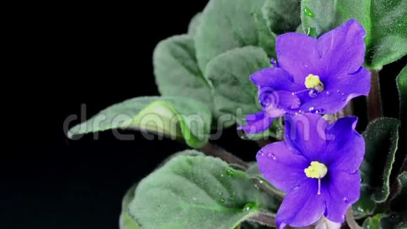 落在一朵紫色的花朵上视频的预览图