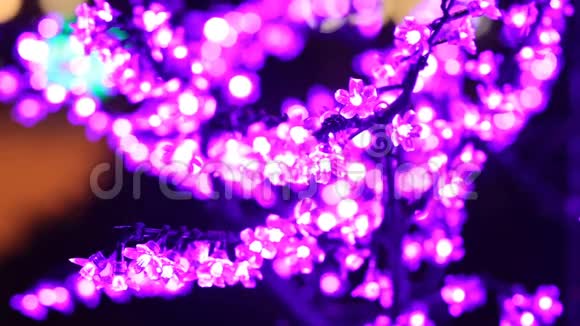 圣诞节新年节日樱花盛开的光照视频的预览图