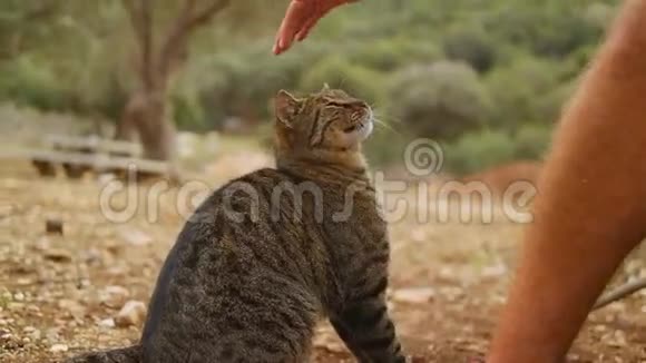 雄性手抚猫大自然视频的预览图