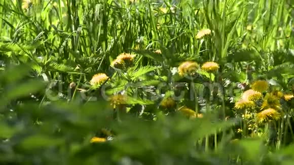 自然草地上的蒲公英和荨麻视频的预览图