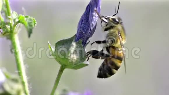 蜜蜂和花视频的预览图