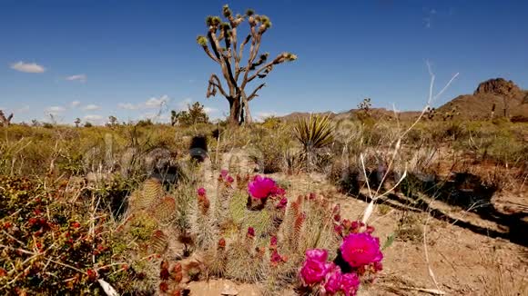 亚利桑那州沙漠4K美丽的植被视频的预览图