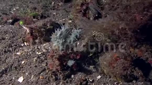 杜马盖特祖鲁海珊瑚中的雷杜萨装饰者螃蟹坎波西亚雷杜萨视频的预览图