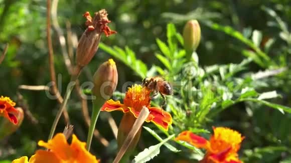 蜜蜂收集花粉4K视频的预览图