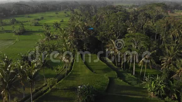 4K航天无人机飞行视频热带景观与稻田巴厘岛视频的预览图