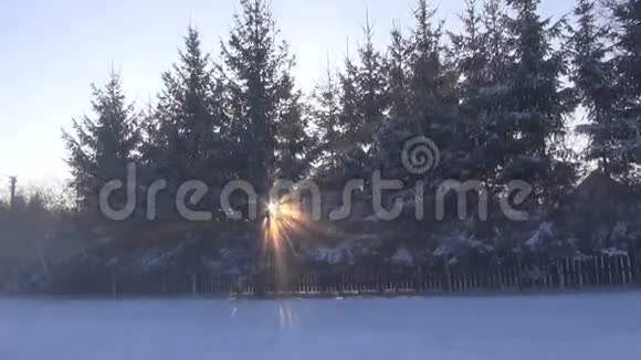 冬天阳光透过冷杉树照射视频的预览图