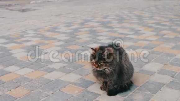 无家可归的大猫自己洗视频的预览图