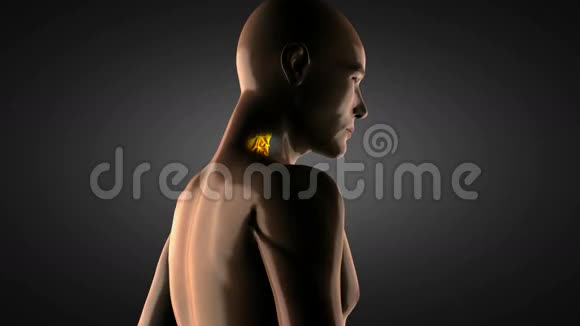 人体脊柱X线扫描视频的预览图