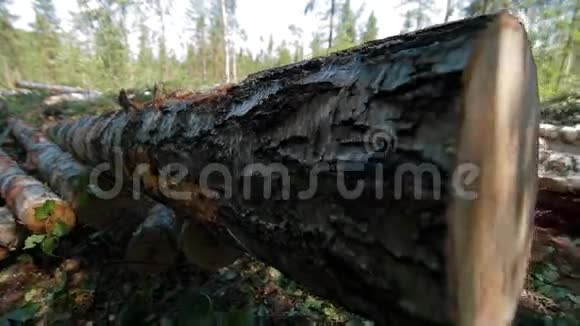 森林中的大树干被砍伤视频的预览图