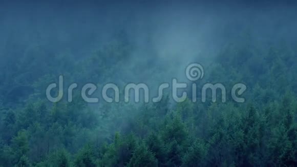 夜晚的薄雾笼罩森林视频的预览图