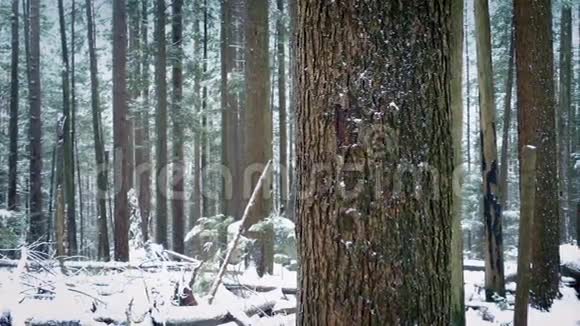 白雪皑皑的树丛视频的预览图