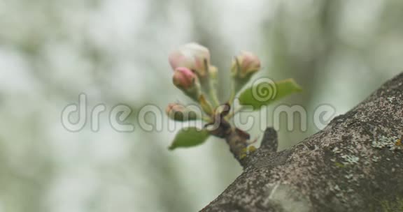 在一棵盛开的苹果树上盛开着苹果花视频的预览图