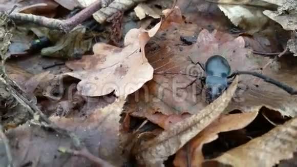 一只大黑甲虫在落叶上爬行视频的预览图