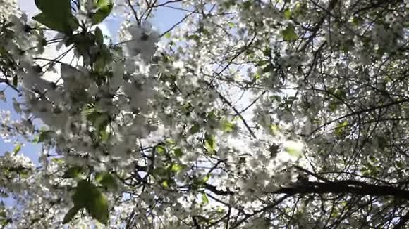 美丽的自然景象盛开的树和太阳耀斑视频的预览图