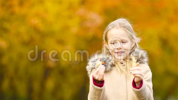 户外的小男孩在美丽的温暖的日子里玩秋天有黄叶视频的预览图