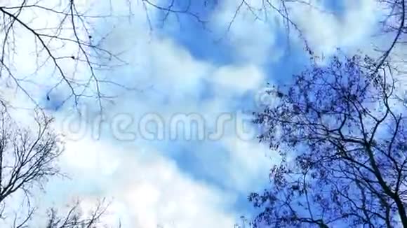 冬天树林里的蓝天Taymlaps视频的预览图