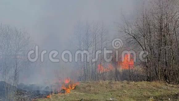 巨大的火焰干草火附近的农村家庭燃烧的森林和枯树视频的预览图