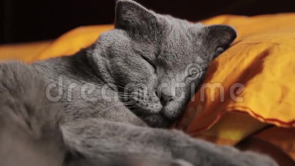 英国灰猫睡觉视频的预览图