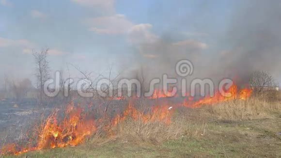 巨大的火焰干草火附近的农村家庭燃烧的森林和枯树视频的预览图