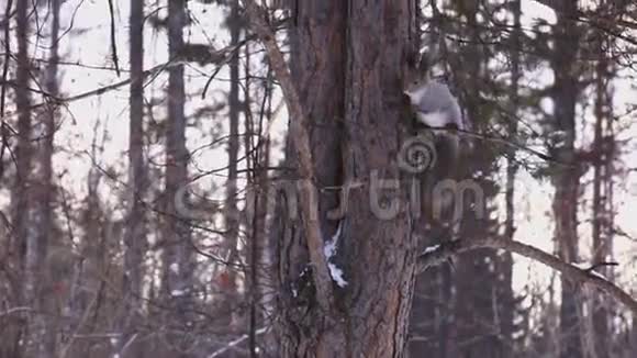 一只灰色的松鼠从树上跑下来视频的预览图