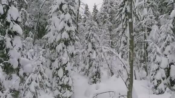 冬天的针叶林白雪覆盖的松树冬天寒冷的风景视频的预览图