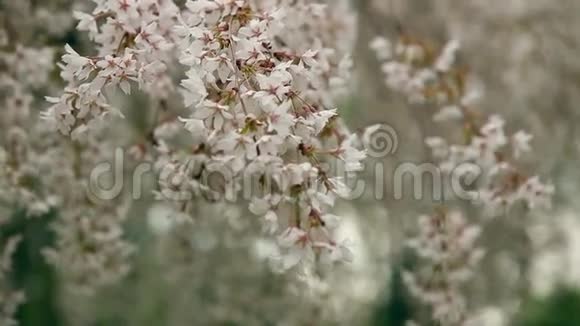 绿色背景上有白花的树枝视频的预览图