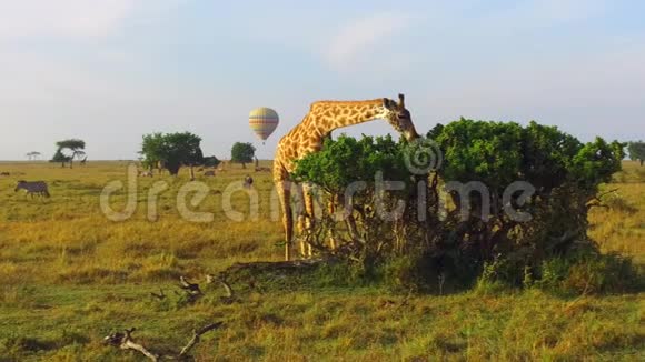 长颈鹿在非洲热带草原吃树叶视频的预览图